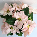 2 Multi Varieties Poinsettia Plants Live, Salmon Peach Poinsettia Flowers for Holiday Christmas Gift, Decoration Houseplant 5-10" in Tall, No Pot
