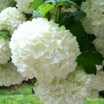 Japanese Snowball Viburnum Live Plant, 8-10" Tall Viburnum Shrub in Pot, Hardy Flowering Snowball Bush for Outdoor Garden