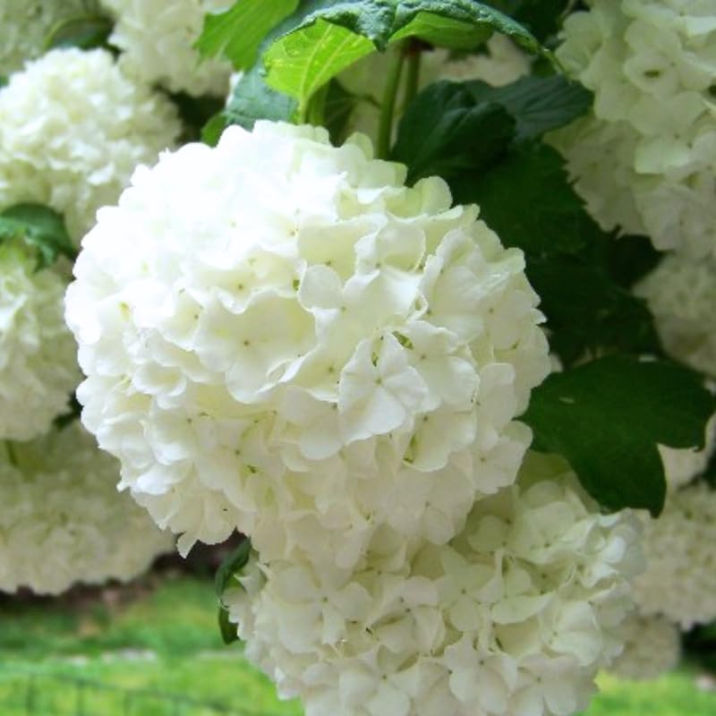 Snowball Viburnum Live Shrub Plant, Japanese Viburnum Bush Starter 6-12 Inch Tall in Pot, White Blooming Viburnum for Landscaping