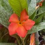 2 Orange Dipladenia Bushes Flower Plants, Pink Flowering Plants, 4-8 Inches, Outdoor Growing