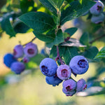 Pack 2 Blueberry Bush Live Plant, Blueberry Plants Live for Planting 5 to 9 Inch Height, Sweet Blueberries Tree Live Plant (Elliott Blueberry)