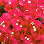 Set 2 Red Pink Bougainvillea Plants Live, Flowering Bougainvillea Vine 4-8 Inches Tall, Climbing Plant for Outdoor Garden and Trellis