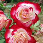 Delight Rose Bush Live Plant, Rose Plant Live for Planting, 5-10 Inch Tall, Fragrant Flowers Well Rooted Starter Plant Indoor Outdoor