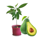 HASS Avocado Tree Live Plant, 1 Year Old Seedling, 8–16” Tall in Half Gallon Pot, Avocado Starter Plant for Outdoor Growing, No CA