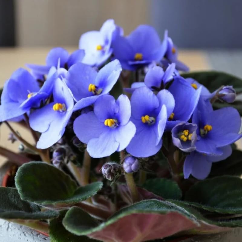 Light Blue African Violet Live Plant in 4” Pot, Blooming Indoor Houseplant, Easy Care Flowering Plant for Home or Office Décor