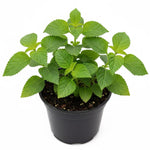 Orange Lantana Plants Live in 4 Inch Pot, Perennial Lantana Plants Live for Planting Outdoors Garden, 4-6 Inch Tall, Vibrant Flowers Colors