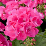 2 Pink Geranium Plants Live, Vibrant Blooms, Hardy Perennial Geranium Flowers 4-8 Inches, Indoor Outdoor Planting