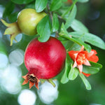 Pomegranate Plant in Half Gallon Pot, 1 Year Old Sweet Pomegranate Plant Live, Hardy, Fruit-Bearing Tree for Garden or Patio