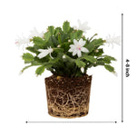 Christmas Cactus Plants Live, Flowering Thanksgiving Cactus with Vibrant Blooms, 4-7'' Tall, Easy-Care Indoor Houseplant (White Blooms)