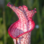 Green Red Nepenthes Pitcher Plant Live in Pot, Pond Plant, Exotic Tropical for Indoor Outdoor Décor, Easy to Grow, Rare Variety, 7 Months Old