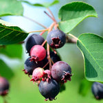 Serviceberry Tree Live Plant in Quart Pot, 10-16 Inches Tall, Serviceberry Plant for Outdoor Planting, Hardy Fruit and Ornamental Tree