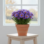 Aster Plants Live, Asters Perennial Live Plants, Vibrant Purple Blooms, 5 to 7 Inches Tall, Ideal for Indoor Outdoor Gardening