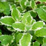 Pinapple Mint Live Plant 4-6'' Tall, Well Rooted Perennial Mint in 4'' Pot, Herbs for Planting Indoor Outdoors and Containers