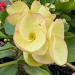 Set 2 Yellow Euphorbia Milii Plants, Crown of Thorns Live Plant, 5-8 Inc Tall, Hardy Euphorbia Flowering Houseplants