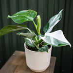 Princess Philodendron Plants Live, 4-9” Tall Rare Indoor Houseplants with Variegated Leaves, Easy Care Tropical Plant, No Pot (White Princess Philodendron Plant)