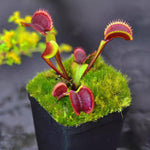 Pack 6 Mix Venus Flytraps Plants Live, Starter Plants Fly Trap Dionaea Muscipula for Growing