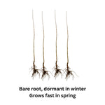 4 Pistache Tree Seedlings, 1–2 Ft Live Shade Trees, Hardy Landscape Trees for Outdoor Planting