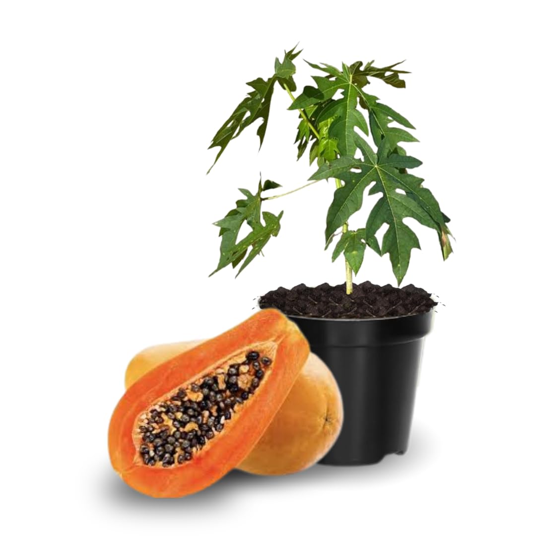 Papaya Tree Live Plant in 4'' Pot, 5–10 inch Tall, Tropical Fruit Tree for Outdoor Garden
