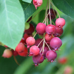 Serviceberry Live Plant, Berry Bush Plant, 1-2 Ft Tall