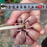 1/2 LB Large Garlic Bulbs for Planting in Fall, High Yield Hardneck Garlic Cloves Seeds, Fresh, Cold Hardy and Fast Growing, Various Varieties