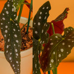 2 Live Begonia Angel Wing Maculata Set, Size 5-9 Inch Tall, Polka Dot Begonia Plants, Indoor Outdoor Decorative Houseplants