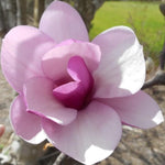 Magnolia Tree Live Plant 6-12 Inch Height, Fragrant Magnolia Plant Live to Grow, Magnolia Bush Flowers (Jane Magnolia)