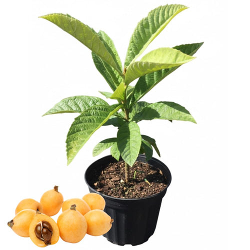 Loquat Tree Plant Live, Fruit Tree, 5-9 Inch Tall, 4 Inch Pot