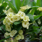 2 Euphorbia Milii Crown of Thorns Plant Live, Cold Hardy Succulent Houseplant 4-7" Tall with Constant Blooms