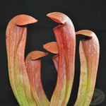 Bat Nepenthes Pitcher Plant Live in Pot, Pond Plant, Exotic Tropical for Indoor Outdoor Décor, Easy to Grow, Rare Variety, 7 Months Old