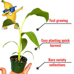 Dwarf Cavendish Banana Plant Tree Live, Cold Hardy 4-7" in Tall, No Pot, Outdoor Spring Planting, Rare and Sweet Banana Plants