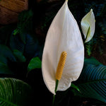 2 Green Peace Lily Live Houseplant - Live Indoor Houseplant with Elegant Leaves - 5 to 9 Inc Tall