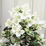 3 Bougainvillea Vine Plants, Bougainvillea Plants Live for Outdoor Landscaping and Containers, 4-7 Inch Tall Well-Rooted, No Pot (White Bougainvillea)