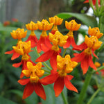 4 Tropical Red Milkweed Plants Live, Butterfly Milkweed Asclepias Tuberosa, Tropical-Style Blooms for Outdoor Gardens, 4-9" Height, No Pot
