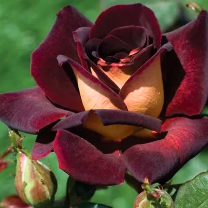Rose Plant Live for Planting Indoor Outdoor, 5-10 Inch Tall, Fragrant Flowers Well Rooted, Roses Bush Shrub (Dark Night Rose)