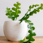 Pink Fishbone Cactus Plant Live in 4" Pot, Well-Rooted Epiphyllum Houseplant Succulents Cactus Plant Live for Home Decoration Indoor Outdoor, No CA