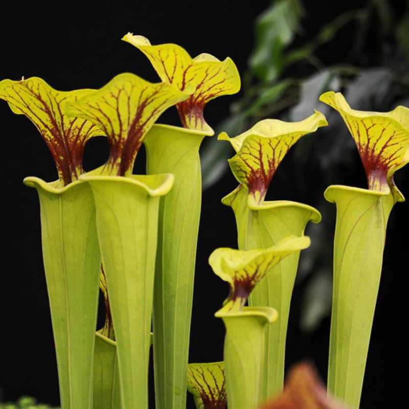 Nepenthes Pitcher Plant Pots Live Plants, Yellow Pitcher Nepenthes for Terrariums Backyard Gardens, Size Starter 8 Months Old for Easy Planting Indoor Outdoor