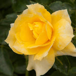 Rose Bush Live Plant, Heirloom Rose Plant Live for Planting, Fragrant Flowers Well Rooted Plant, 5-10 Inch Tall (Yellow Rose)