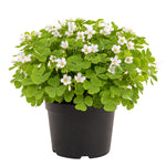 Green Oxalis Live Plant 5-10 Inches Tall, Low Light Tolerant Shamrock Foliage Plant for Garden and Container, Well Roooted Potted Plant