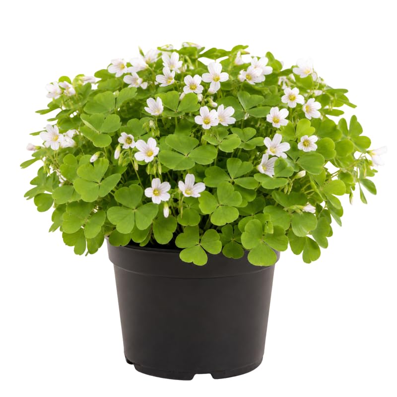 Green Oxalis Live Plant 5-10 Inches Tall, Low Light Tolerant Shamrock Foliage Plant for Garden and Container, Well Roooted Potted Plant