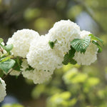Snowball Viburnum Live Shrub Plant, Japanese Viburnum Bush Starter 6-12 Inch Tall in Pot, White Blooming Viburnum for Landscaping