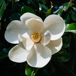 Magnolia Tree Live Plant 6 to 12 Inch Height, Fragrant Magnolia Plant Live to Grow, Magnolia Bush Flowers (Sweetbay Magnolia)