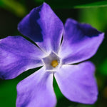 Vinca Plant Live, Periwinkle Plant Live in 4 Inches Pot, Live Vinca Minor Plant, Vinca Starter Plant, Vinca Ground Cover Live Plant for Garden