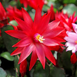 Easter Cactus Plant Live 4-7 Inches, Spring Easter Cactus, Vibrant Seasonal Blooms for Indoor Planting