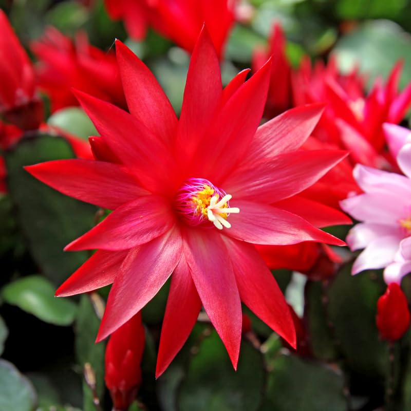 Easter Cactus Plant Live 4-7 Inches, Spring Easter Cactus, Vibrant Seasonal Blooms for Indoor Planting