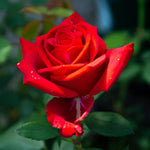 Rose Bush Live Plant, Heirloom Rose Plant Live for Planting, 5-10 Inch Tall, Fragrant Flowers Well Rooted Starter Plant, No Pot (Red Rose Plant)
