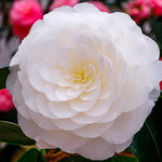 White Camellia Live Plant, 10-12 Inch Tall Camellia Japonica in 4" Pot, Flowering Shrub for Indoor or Outdoor Planting
