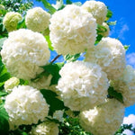Old Fashion Snowball Viburnum Live Plant, 8-10" Tall Viburnum Shrub in Pot, Hardy Viburnum Bush Starter for Outdoor Planting
