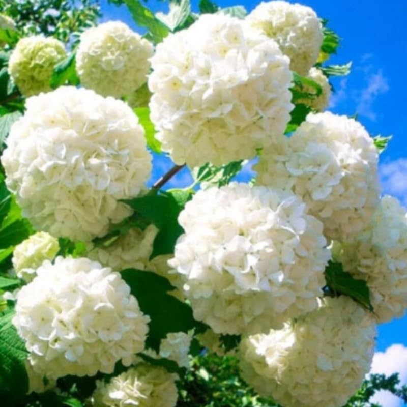 Old Fashion Snowball Viburnum Live Shrub Plant, 6 to 12 Inch Tall White Viburnum Bush in Pot, Hardy Flowering Viburnum for Garden