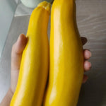 Set 2 Yellow Squash Zucchini Plants Live Vegetable Plant, 5-7''