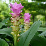 2 Ginger Curcuma Turmeric Plants Live 4-6 Inch Tall, Ginger Plant Live for Planting
